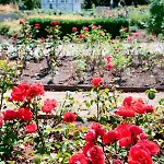 Alpha Hermann Von Salza